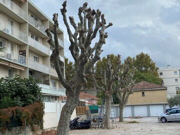 Taille de réduction de Platanes à Marignane