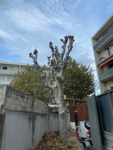 Taille de réduction de Platanes à Marignane