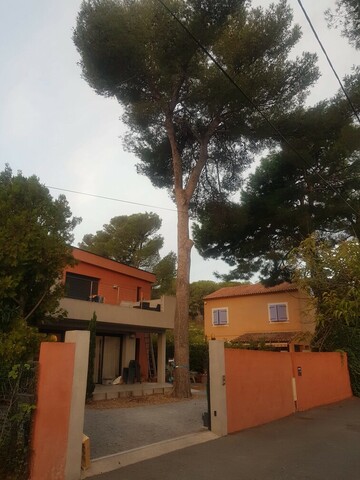 Abattage par démontage d’un pin à Martigues