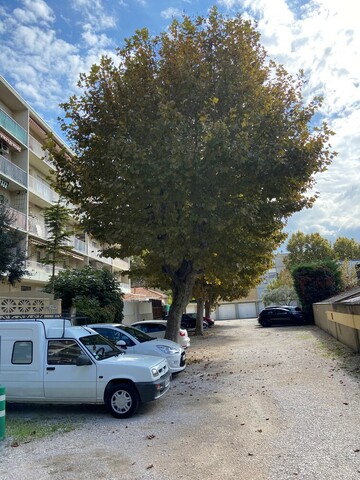 Taille de réduction de Platanes à Marignane