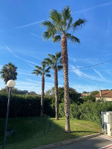 Nettoyage de Palmiers washingtonia sur la Ciotat