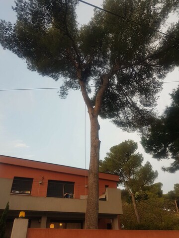 Abattage par démontage d’un pin à Martigues