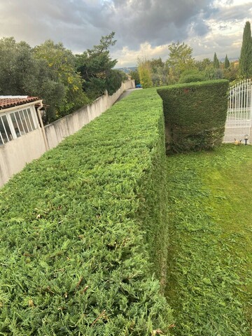 Taille haie de cyprès à Marignane 