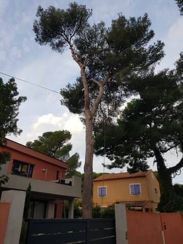 Abattage par démontage d’un pin à Martigues