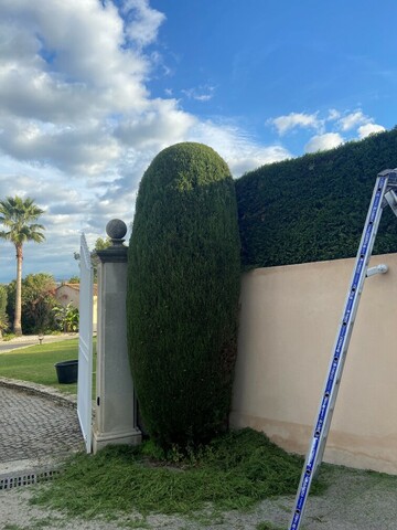 Taille haie de cyprès à Marignane 