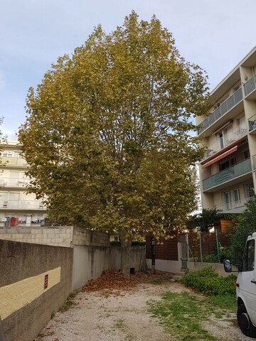 Taille de réduction de Platanes à Marignane