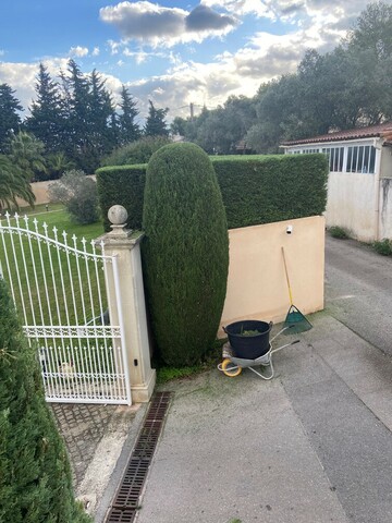 Taille haie de cyprès à Marignane 