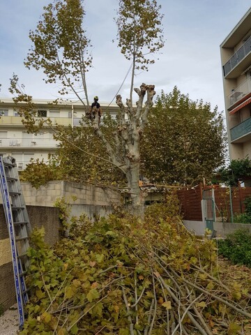 Taille de réduction de Platanes à Marignane