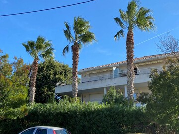 Nettoyage de Palmiers washingtonia sur la Ciotat