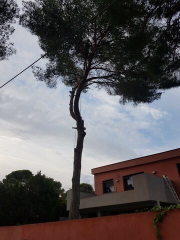 Abattage par démontage d’un pin à Martigues