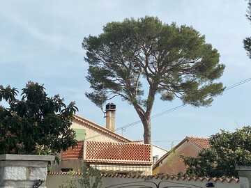 Taille d’éclaircie et de mise en sécurité d’un grand Pin d’Alep à Carry-le-Rouet