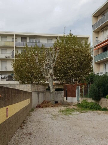 Taille de réduction de Platanes à Marignane