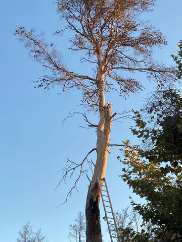 Abattage d’un gros pin brulé menaçant une habitation sur Martigues 