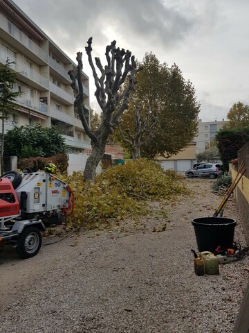 Taille de réduction de Platanes à Marignane