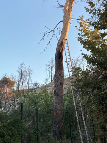 Abattage d’un gros pin brulé menaçant une habitation sur Martigues 