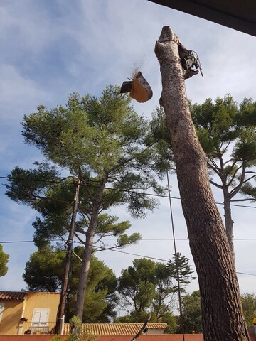 Abattage par démontage d’un pin à Martigues