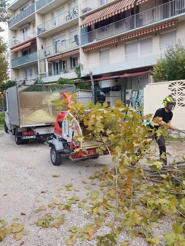 Taille de réduction de Platanes à Marignane