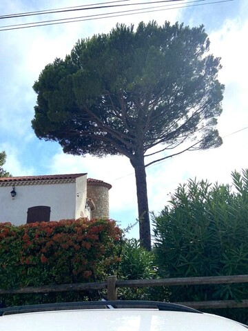 Elagage d’un Pin Parasol et d’un Pin d’Alep - Carry-le-Rouet 