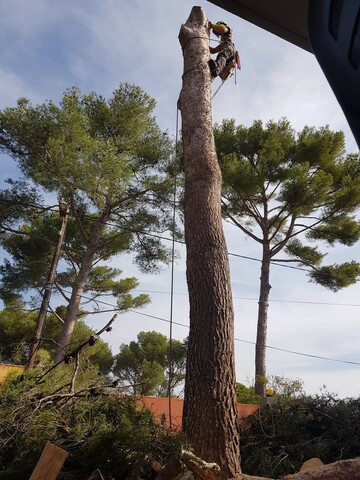 Abattage par démontage d’un pin à Martigues