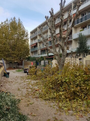 Taille de réduction de Platanes à Marignane