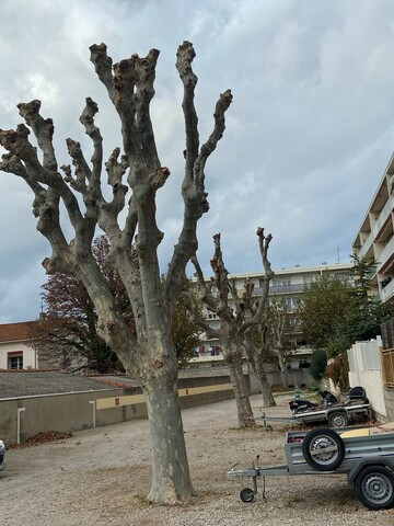 Taille de réduction de Platanes à Marignane