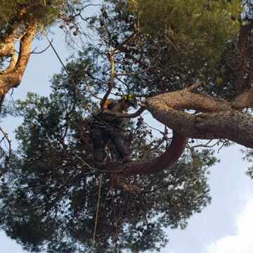 Abattage avec rétention d’un pin sur une habitation à Martigues 