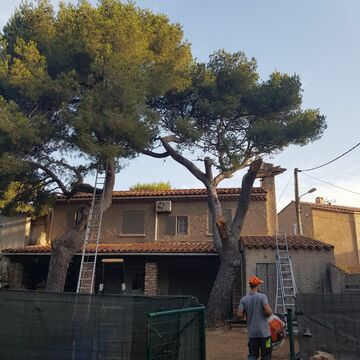 Abattage par rétention d’un Pin à risque pour une habitation à Martigues 