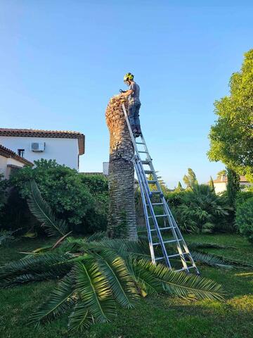 Abattage avec rognage de souche d’un palmier sur la commune de Carry le Rouet