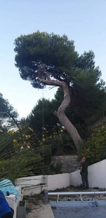 Les étapes d'un abattage d'arbres en image près de Fos-sur-Mer