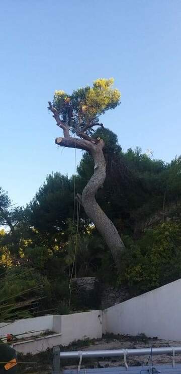 Les étapes d'un abattage d'arbres en image près de Fos-sur-Mer