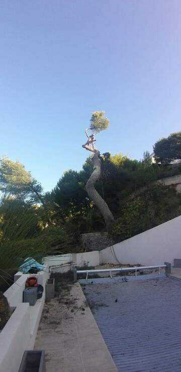 Les étapes d'un abattage d'arbres en image près de Fos-sur-Mer