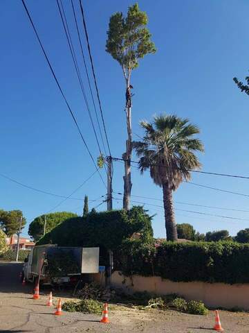 Les étapes d'un abattage d'arbres en image près de Fos-sur-Mer