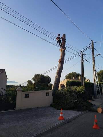 Les étapes d'un abattage d'arbres en image près de Fos-sur-Mer