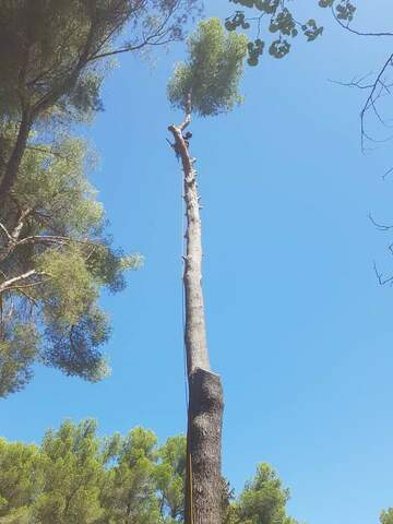 Les étapes d'un abattage d'arbres en image près de Fos-sur-Mer