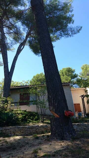 Les étapes d'un abattage d'arbres en image près de Fos-sur-Mer