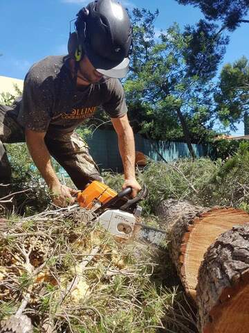 Les étapes d'un abattage d'arbres en image près de Fos-sur-Mer