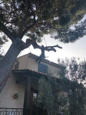 Les étapes d'un abattage d'arbres en image près de Fos-sur-Mer