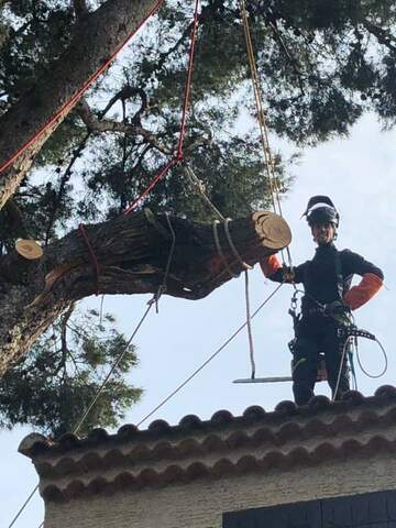 Les étapes d'un abattage d'arbres en image près de Fos-sur-Mer