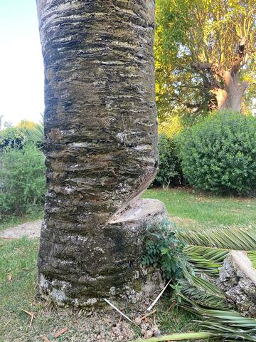 Abattage avec rognage de souche d’un palmier sur la commune de Carry le Rouet