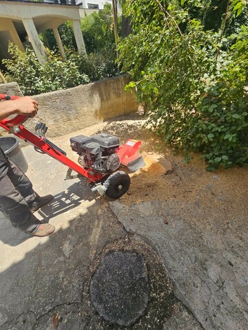 Rognage d'une souche après abattage à Martigues