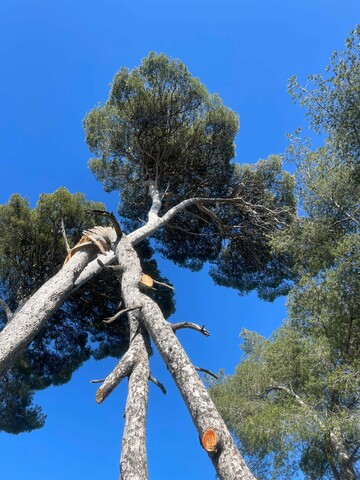 Intervention d'élagage d'arbres d'urgence - Martigues