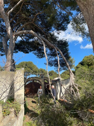 Intervention d'élagage d'arbres d'urgence - Martigues