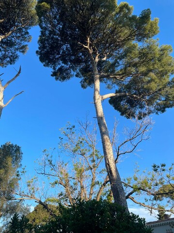 Elagage d’un Pin à Sausset les Pins 