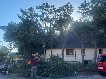 Abattage et rognage d'une haie de Cyprès à Fos sur mer