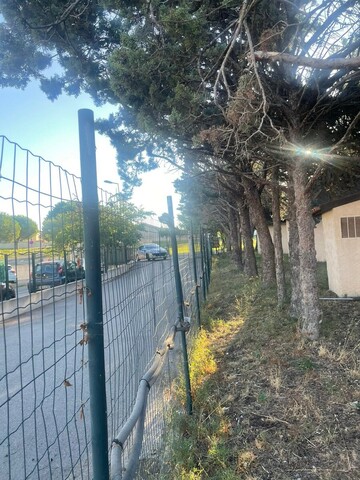 Abattage et rognage d'une haie de Cyprès à Fos sur mer