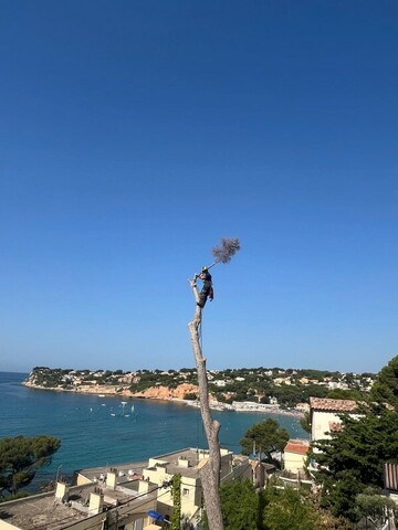 L’abattage d’un arbre mort à Carry le Rouet 