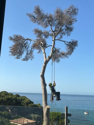 L’abattage d’un arbre mort à Carry le Rouet 