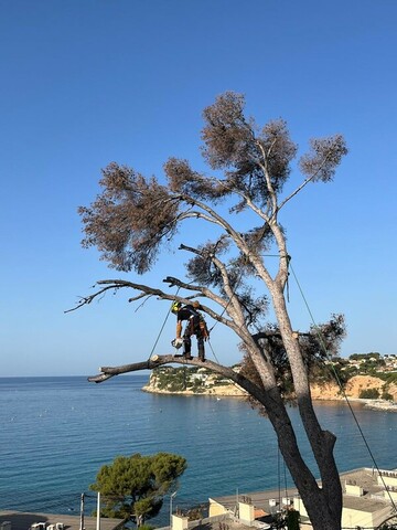 L’abattage d’un arbre mort à Carry le Rouet 