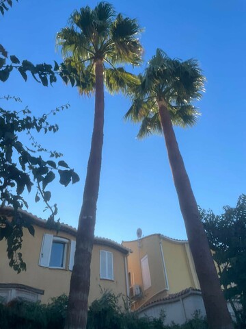 Chantier de nettoyage de Palmier à Martigues