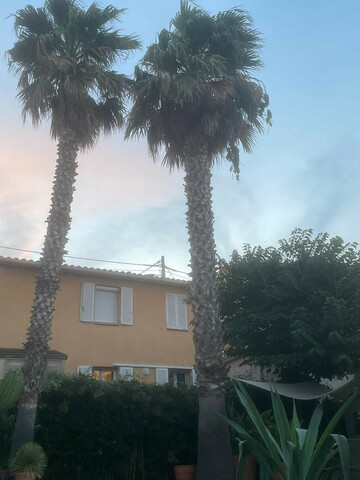 Taille de palmiers au cutter à Martigues